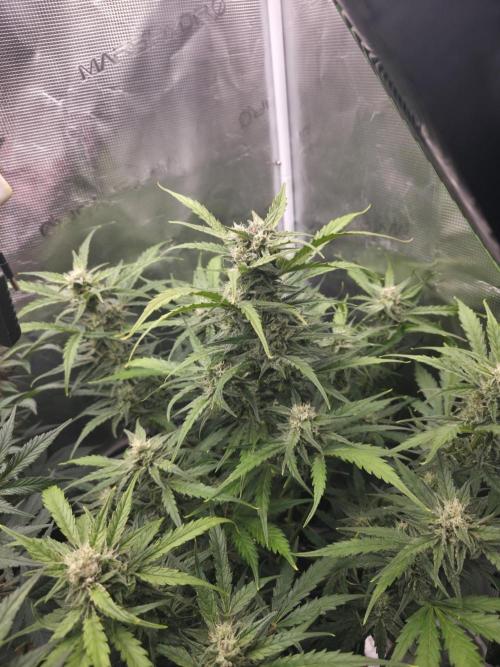 Amnesia Bilbo Auto - Genehtik. Week 8 - Day 55