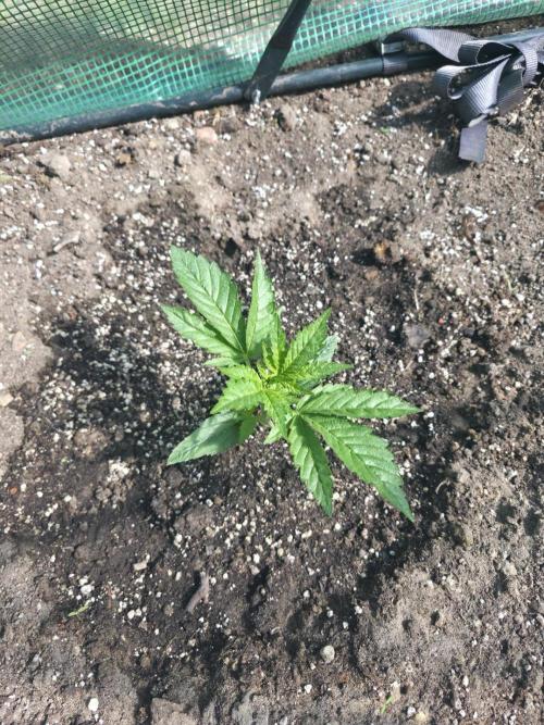 2nd Try Outdoor - Brutalis Auto. Week 3 - Day 21