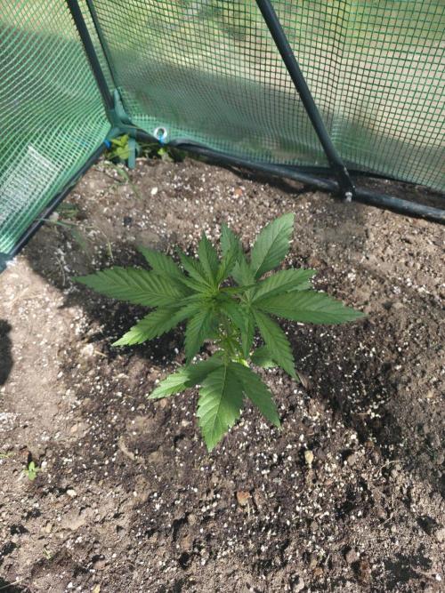 Killer Haze Auto - Outdoor. Week 3 - Day 21