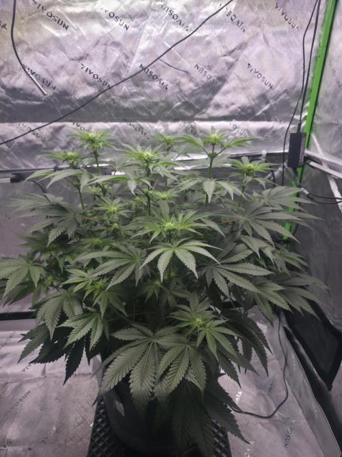 Orange Creampop - HSC. Week 8 - Day 56