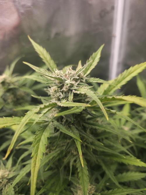 Amnesia Bilbo Auto - Genehtik. Week 8 - Day 56