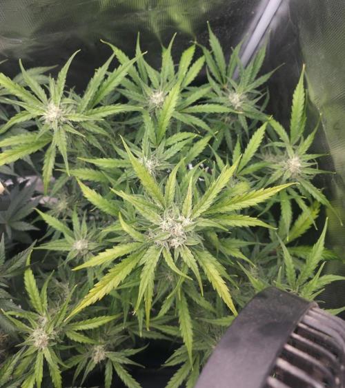 Amnesia Bilbo Auto - Genehtik. Week 8 - Day 56