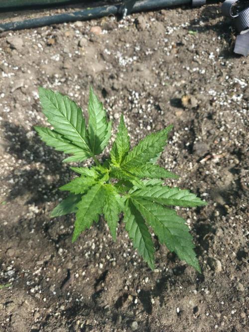 2nd Try Outdoor - Brutalis Auto. Week 4 - Day 22
