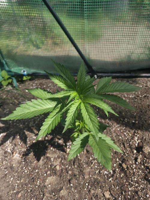Killer Haze Auto - Outdoor. Week 4 - Day 22