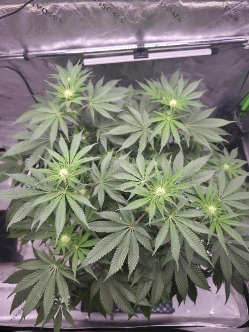 Orange Creampop - HSC. Week 9 - Day 57