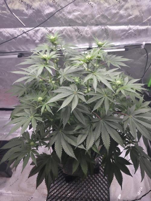 Orange Creampop - HSC. Week 9 - Day 57