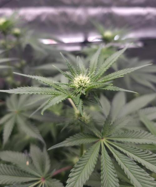 Orange Creampop - HSC. Week 9 - Day 57