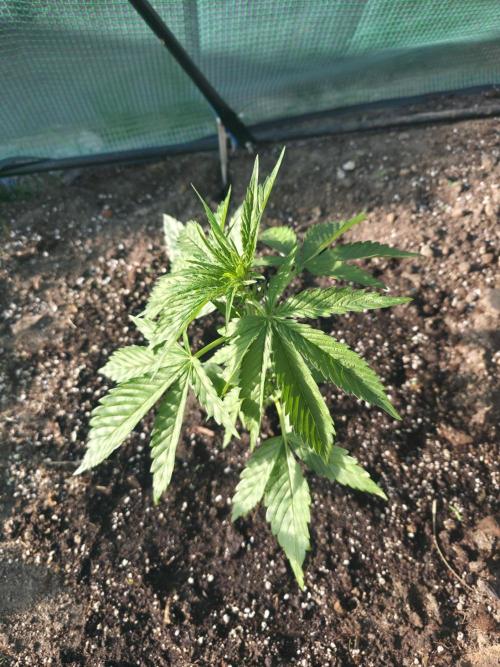 Killer Haze Auto - Outdoor. Week 4 - Day 23 evening