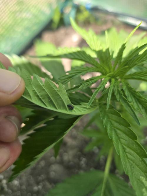 Killer Haze Auto - Outdoor. Week 4 - Day 23 noon