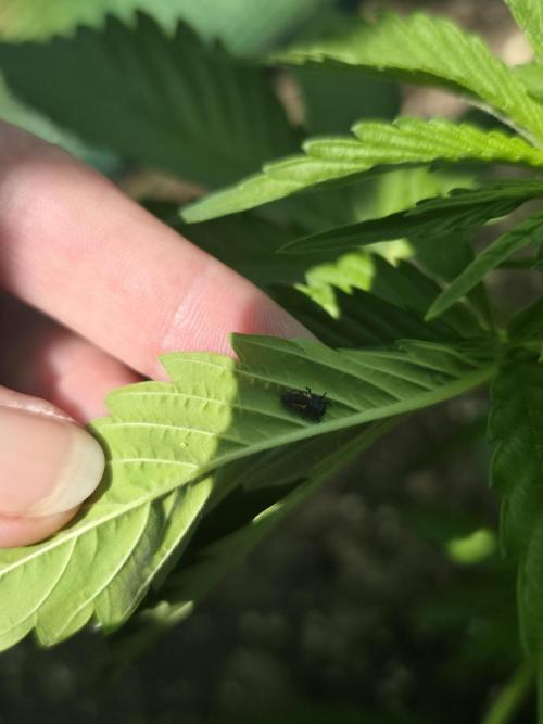 Killer Haze Auto - Outdoor. Week 4 - Security already arrived