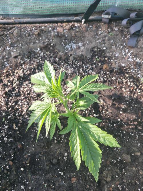 2nd Try Outdoor - Brutalis Auto. Week 4 - Day 23