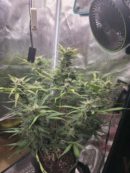 Amnesia Bilbo Auto - Genehtik. Week 9 - Day 57