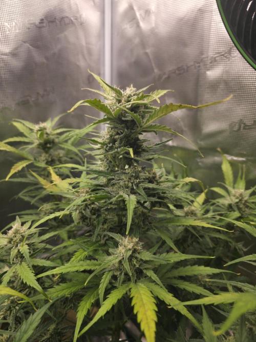 Amnesia Bilbo Auto - Genehtik. Week 9 - Day 57