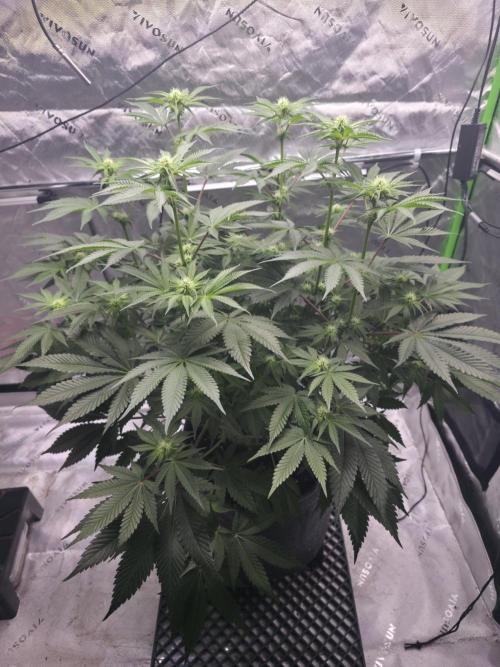Orange Creampop - HSC. Week 9 - Day 58