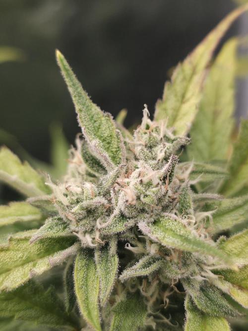 Amnesia Bilbo Auto - Genehtik. Week 9 - Day 58