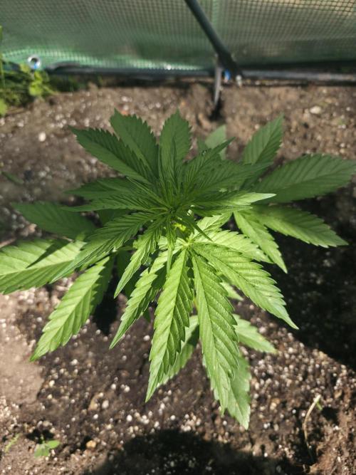 Killer Haze Auto - Outdoor. Week 4 - Day 24 noon