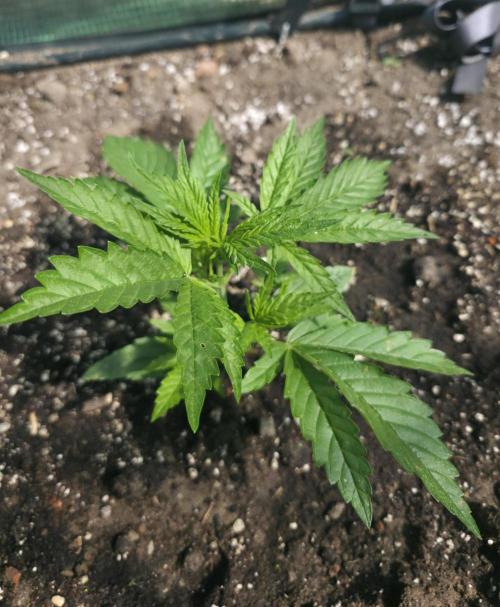 2nd Try Outdoor - Brutalis Auto. Week 4 - Day 24