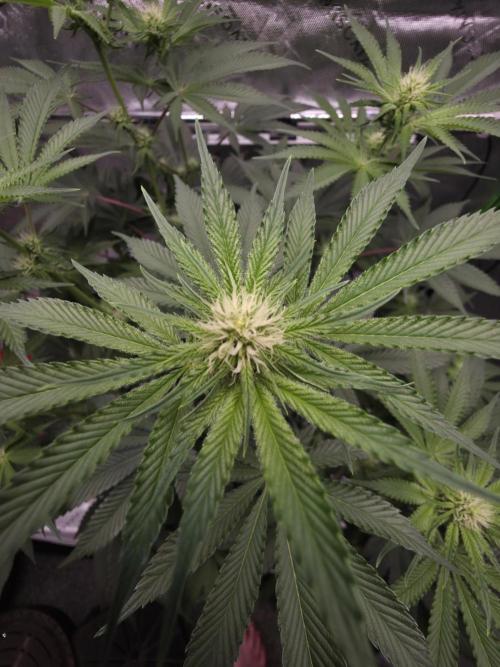 Orange Creampop - HSC. Week 9 - Day 59