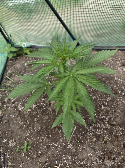 Killer Haze Auto - Outdoor. Week 4 - Day 25