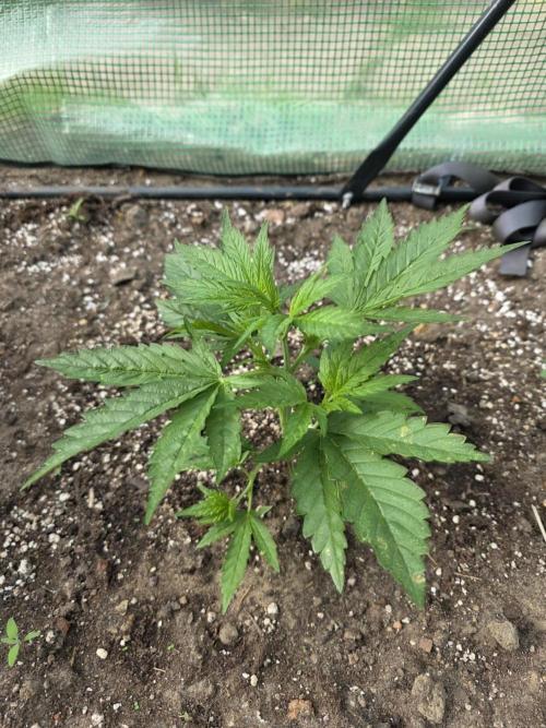 2nd Try Outdoor - Brutalis Auto. Week 4 - Day 25
