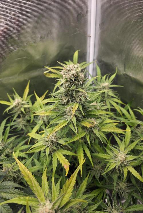 Amnesia Bilbo Auto - Genehtik. Week 9 - Day 59