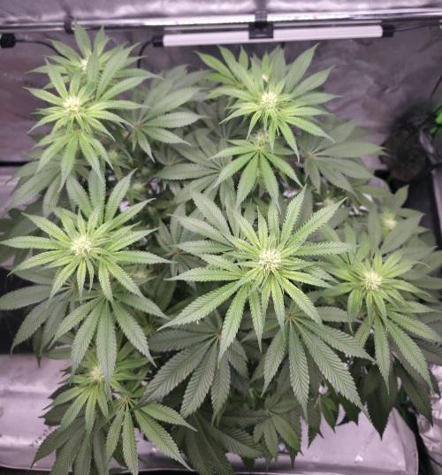 Orange Creampop - HSC. Week 9 - Day 60