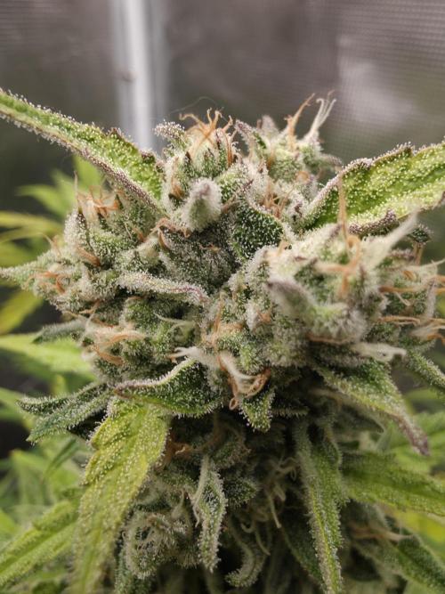 Amnesia Bilbo Auto - Genehtik. Week 9 - Day 60