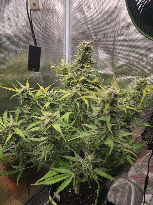 Amnesia Bilbo Auto - Genehtik. Week 9 - Day 60
