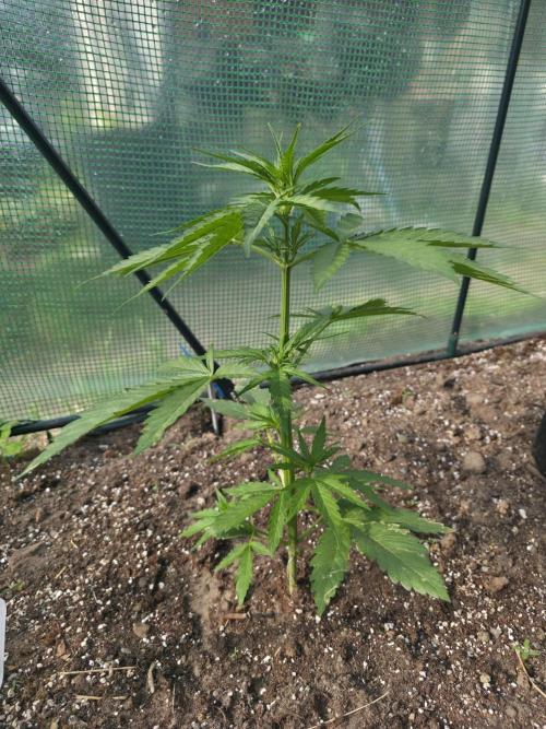 Killer Haze Auto - Outdoor. Week 4 - Day 26