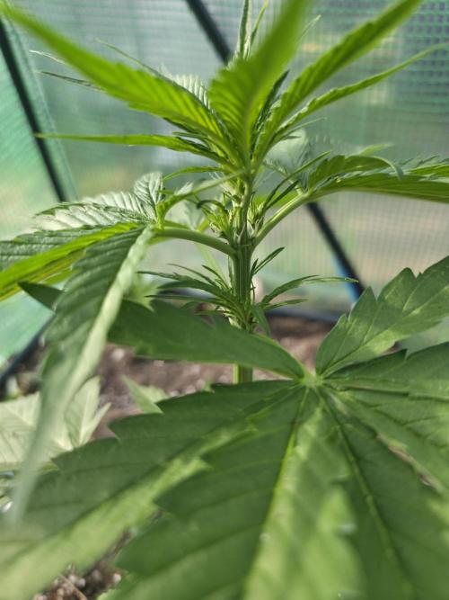 Killer Haze Auto - Outdoor. Week 4 - started flowering