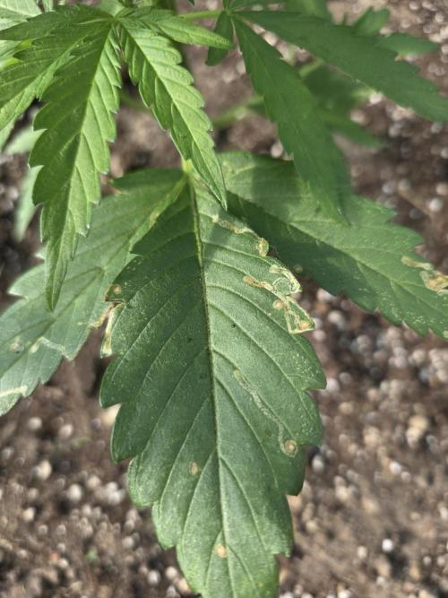 Killer Haze Auto - Outdoor. Week 4 - Leaf miner fly