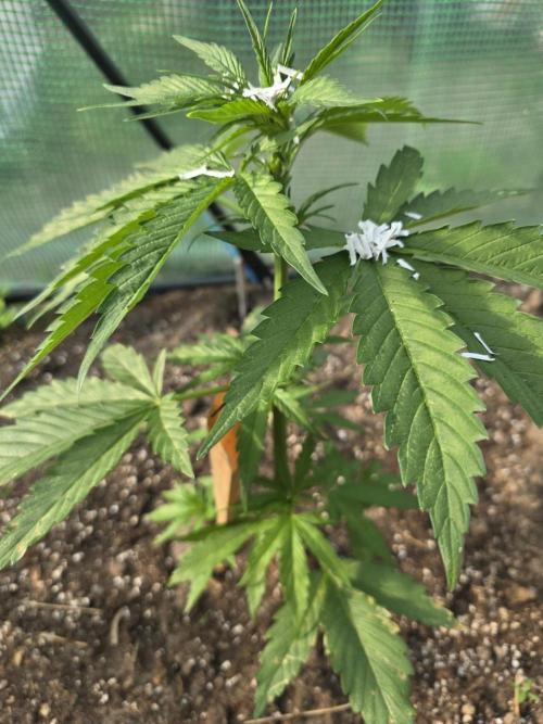Killer Haze Auto - Outdoor. Week 4 - Day 26
