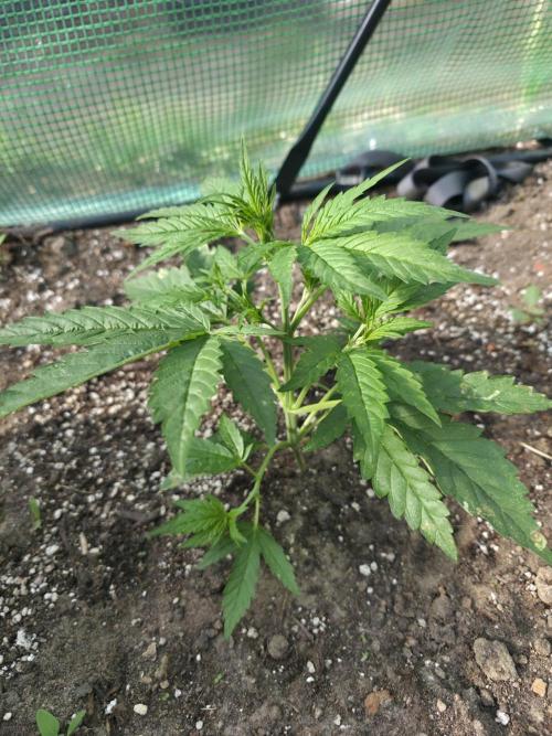 2nd Try Outdoor - Brutalis Auto. Week 4 - Day 26