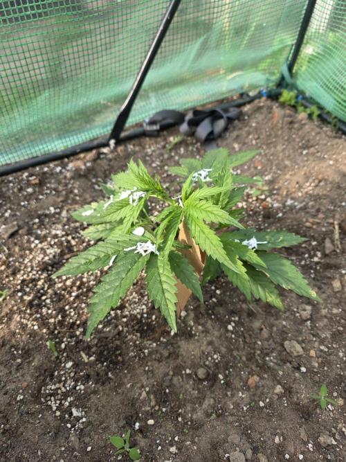 2nd Try Outdoor - Brutalis Auto. Week 4 - Day 26