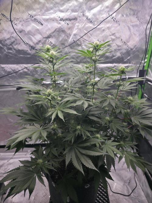 Orange Creampop - HSC. Week 9 - Day 61