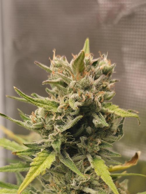 Amnesia Bilbo Auto - Genehtik. Week 9 - Day 61