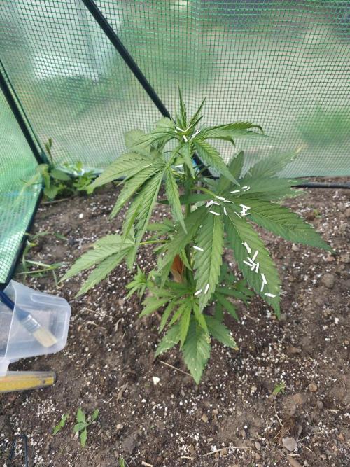 Killer Haze Auto - Outdoor. Week 4 - Day 27