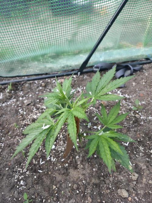 2nd Try Outdoor - Brutalis Auto. Week 4 - Day 27