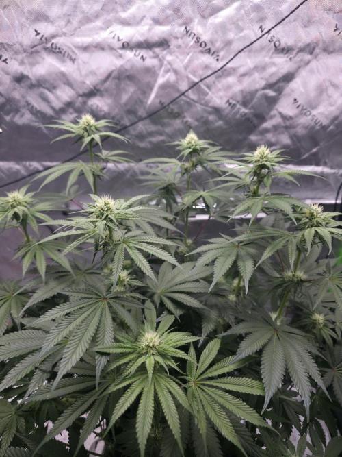 Orange Creampop - HSC. Week 9 - Day 62