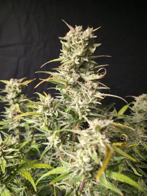 Amnesia Bilbo Auto - Genehtik. Week 9 - Day 62