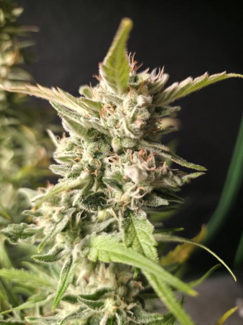 Amnesia Bilbo Auto - Genehtik. Week 9 - Day 62 Sidebud