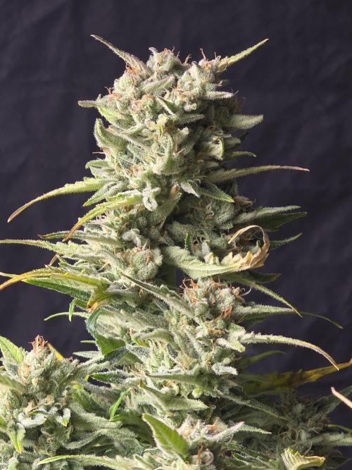 Amnesia Bilbo Auto - Genehtik. Week 9 - Day 62 Mainbud