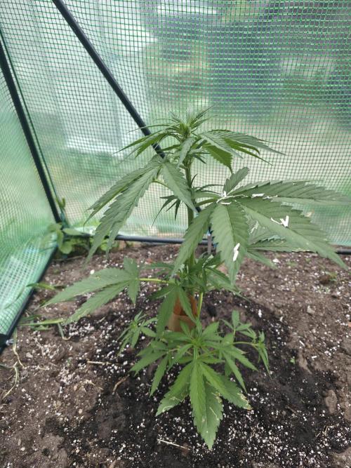Killer Haze Auto - Outdoor. Week 4 - Day 28