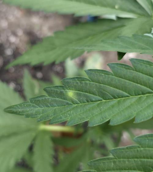 Killer Haze Auto - Outdoor. Week 4 - Day 28