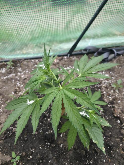 2nd Try Outdoor - Brutalis Auto. Week 4 - Day 28