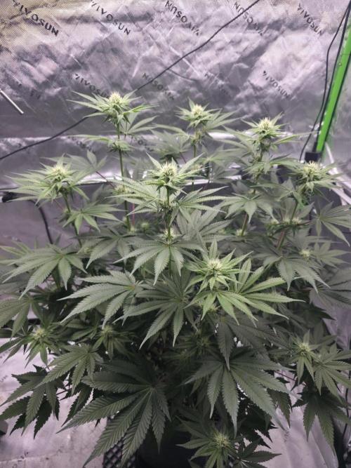Orange Creampop - HSC. Week 9 - Day 63