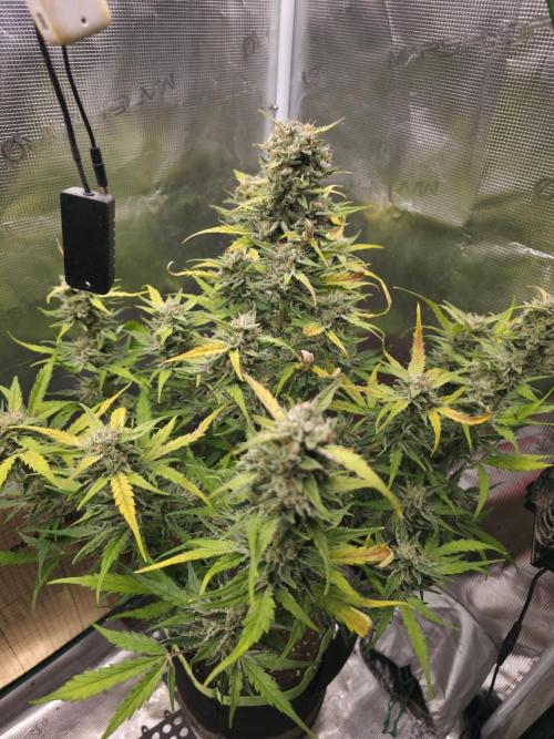 Amnesia Bilbo Auto - Genehtik. Week 9 - Day 63