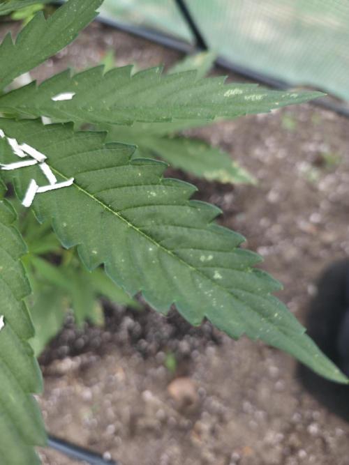 Killer Haze Auto - Outdoor. Week 5 - Thrips?