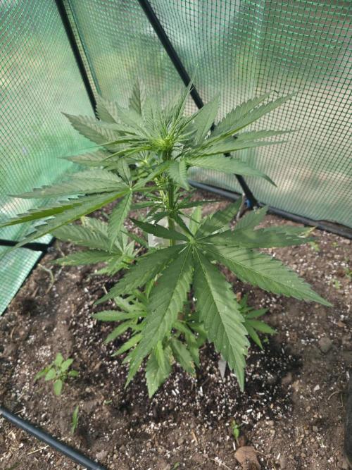 Killer Haze Auto - Outdoor. Week 5 - Day 29