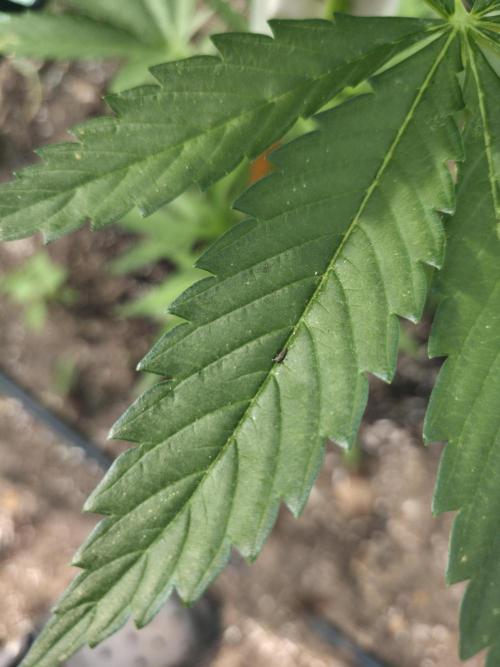 Killer Haze Auto - Outdoor. Week 5 - Lady Bug Larva